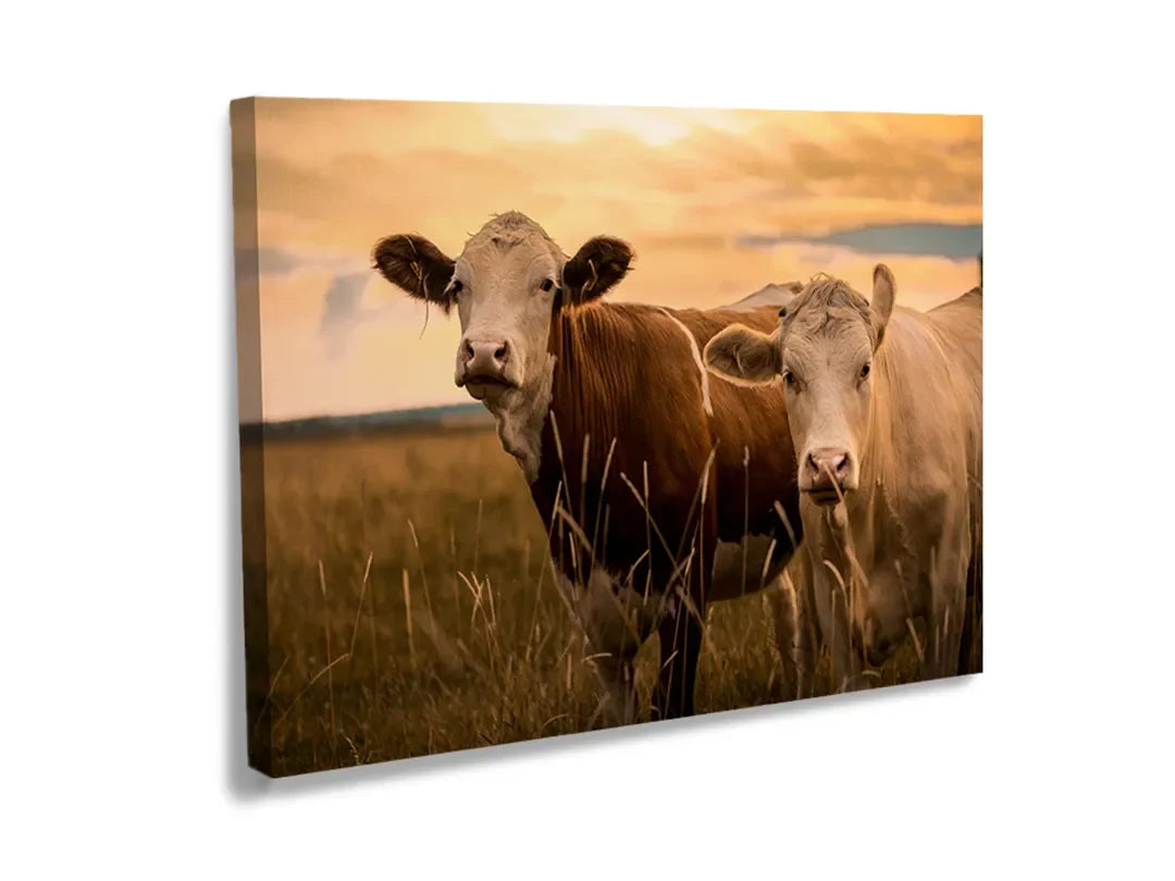 Kurkborden op canvas met koeien in een weiland bij zonsondergang – formaat 120 × 80 cm