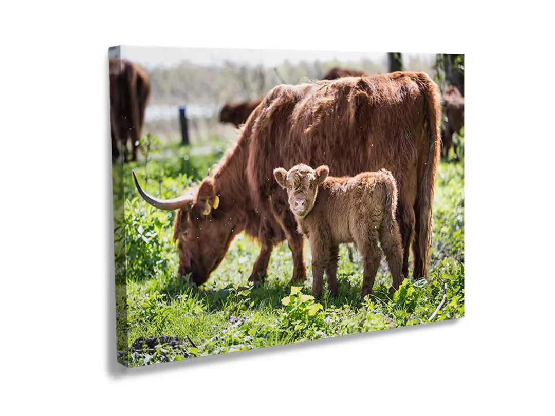 Kurkborden op canvas met schotse hooglander met kalf – formaat 120 × 80 cm